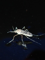 Culiseta incidens