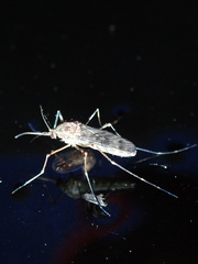 Culiseta incidens