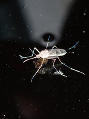 Culiseta incidens