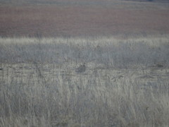 Tympanuchus pallidicinctus