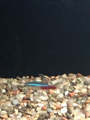 Paracheirodon innesi