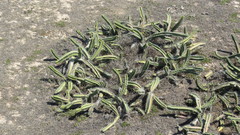 Stenocereus standleyi