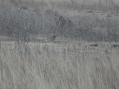 Tympanuchus pallidicinctus