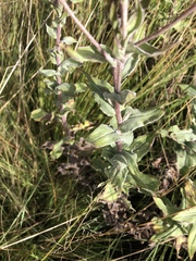 Helichrysum aureolum