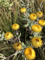 Helichrysum aureolum