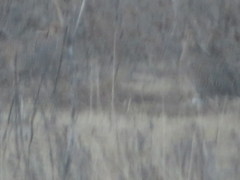 Tympanuchus pallidicinctus