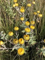 Helichrysum aureolum