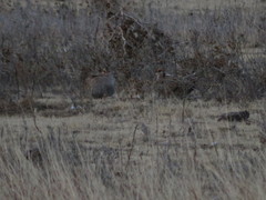 Tympanuchus pallidicinctus