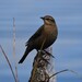 Rusty Blackbird - Photo (c) pinemartyn, some rights reserved (CC BY-NC), uploaded by pinemartyn