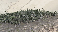 Stenocereus standleyi