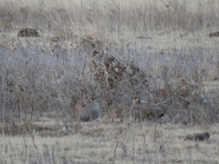 Tympanuchus pallidicinctus