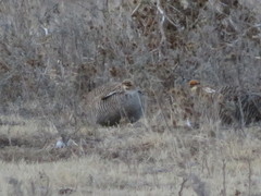 Tympanuchus pallidicinctus