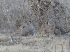 Tympanuchus pallidicinctus