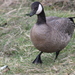 Small Cackling Goose - Photo (c) Jon. D. Anderson, some rights reserved (CC BY-NC-ND)