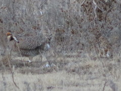 Tympanuchus pallidicinctus