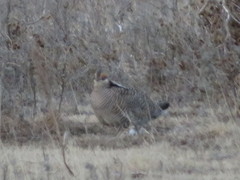 Tympanuchus pallidicinctus