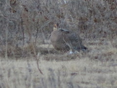 Tympanuchus pallidicinctus