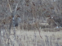 Tympanuchus pallidicinctus