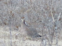 Tympanuchus pallidicinctus