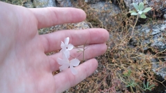 Linanthus dichotomus