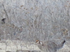 Tympanuchus pallidicinctus