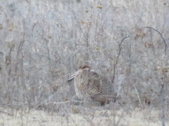 Tympanuchus pallidicinctus