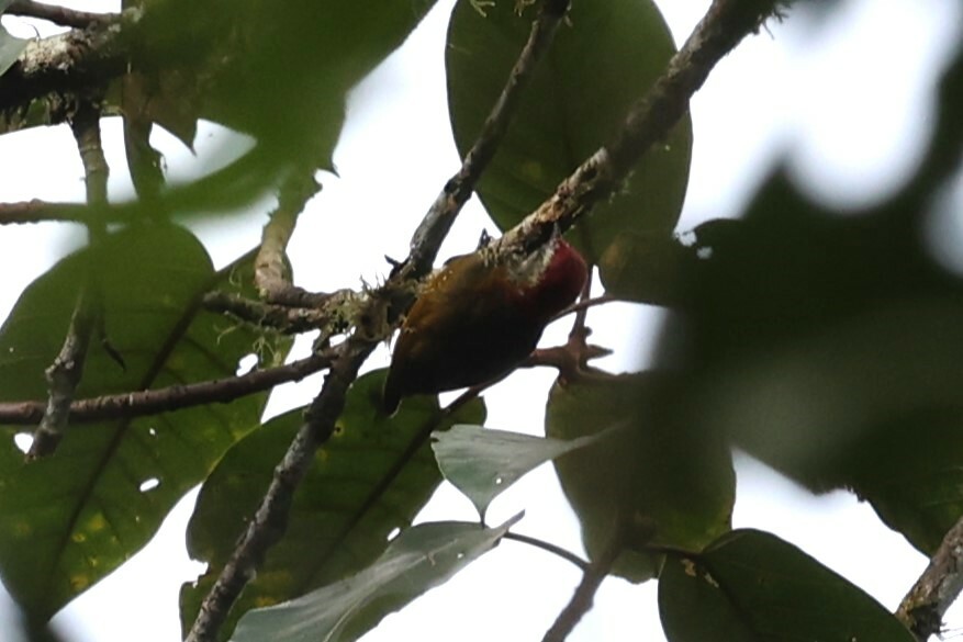 Yellow-vented Woodpecker (Veniliornis dignus), photo 6