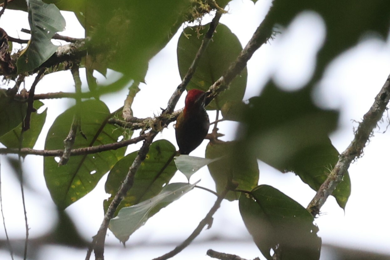 Yellow-vented Woodpecker (Veniliornis dignus), photo 8