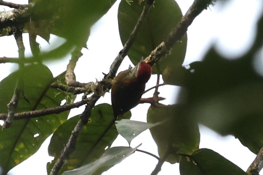 Yellow-vented Woodpecker (Veniliornis dignus), photo 7