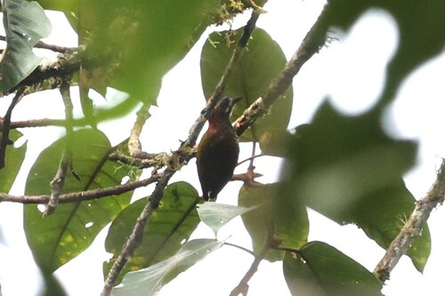 Yellow-vented Woodpecker (Veniliornis dignus), photo 3