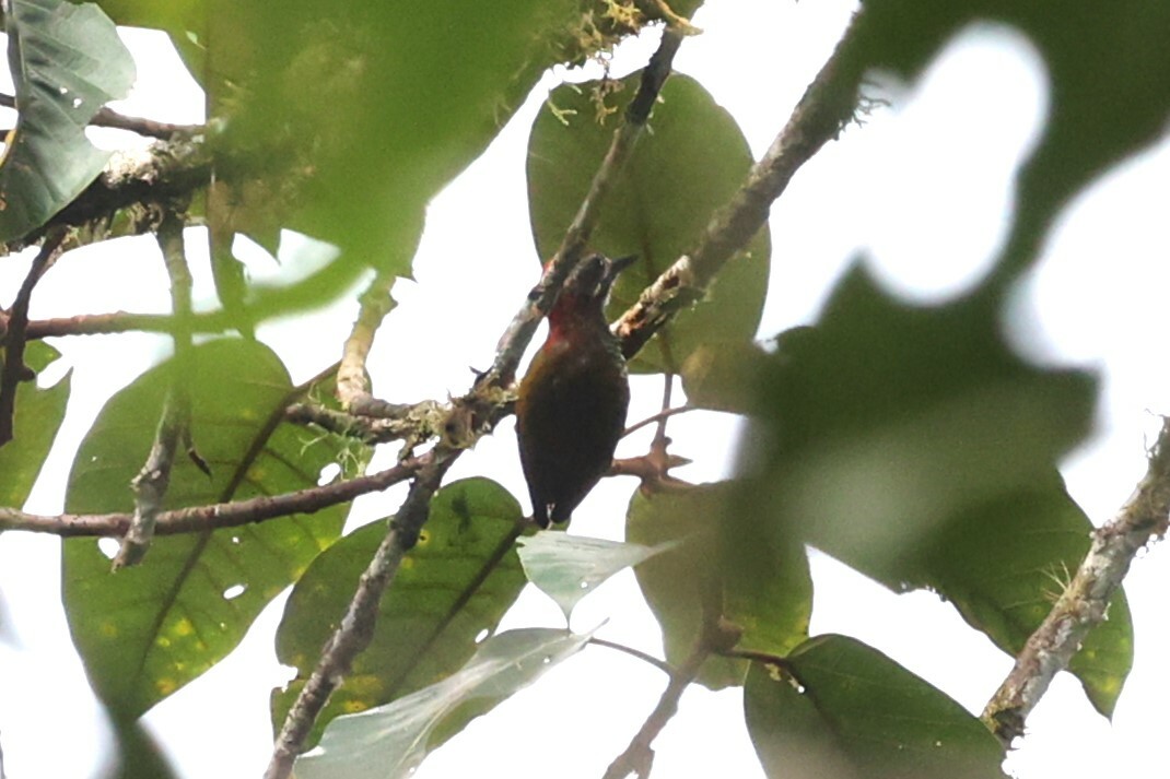 Yellow-vented Woodpecker (Veniliornis dignus), photo 4
