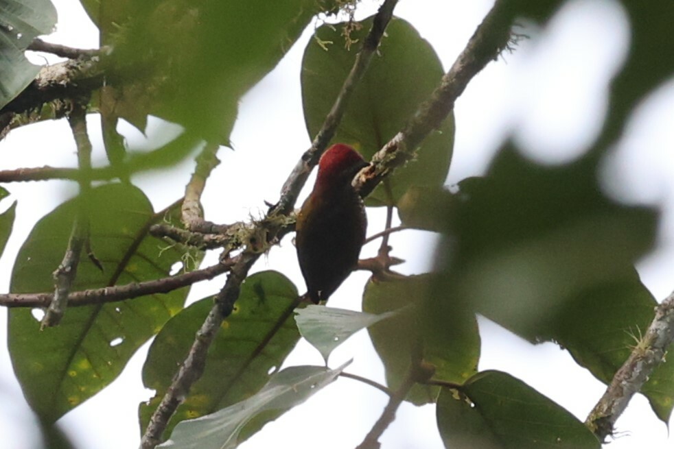 Yellow-vented Woodpecker (Veniliornis dignus), photo 5