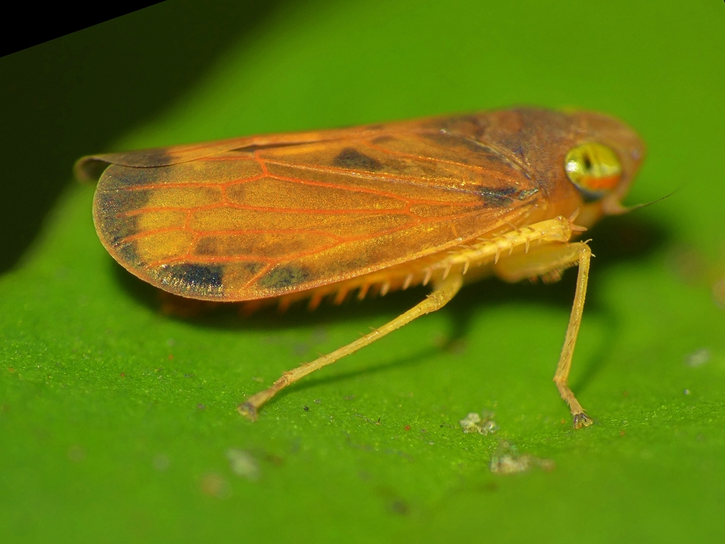 Nisitra labena