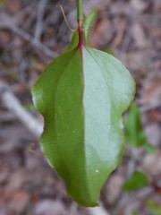 Smilax walteri