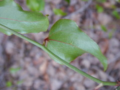 Smilax walteri