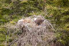 Haliaeetus leucocephalus