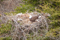 Haliaeetus leucocephalus
