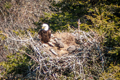 Haliaeetus leucocephalus