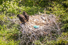 Haliaeetus leucocephalus