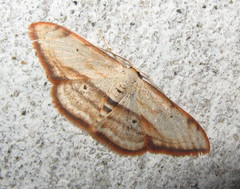 Scopula ferrilineata