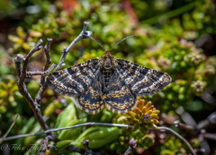 Epelis truncataria