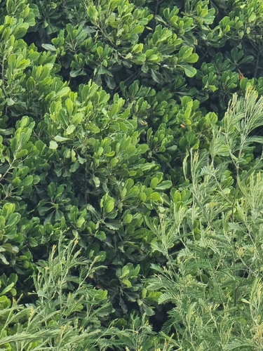 Sideroxylon mirmulano (Sideroxylon mirmulano)