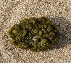 Leathesia marina