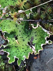 Peltigera britannica