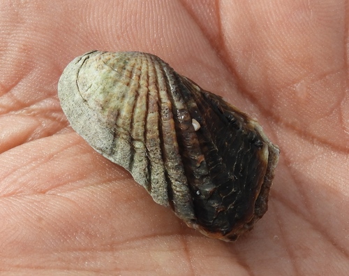 Carditamera affinis