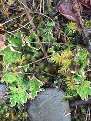Peltigera britannica