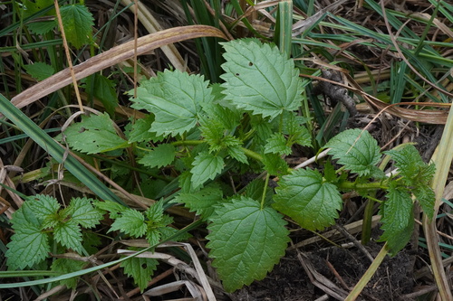 Image of Urtica kioviensis by (c) Patrick Hacker, some rights reserved (CC BY)