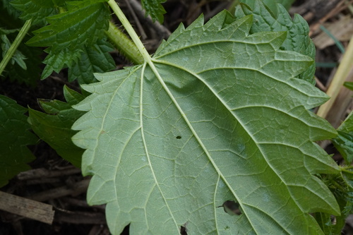 Image of Urtica kioviensis by (c) Patrick Hacker, some rights reserved (CC BY)