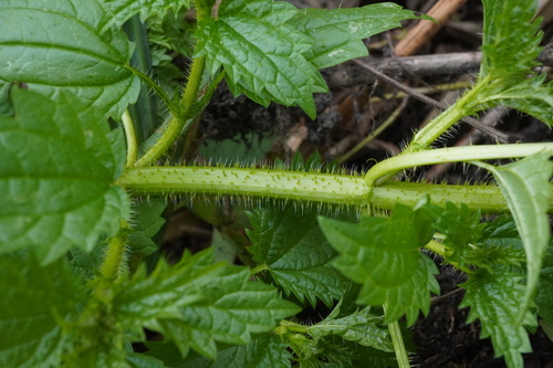 Image of Urtica kioviensis by (c) Patrick Hacker, some rights reserved (CC BY)