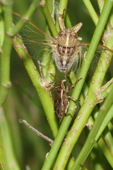 Cermatulus nasalis nasalis